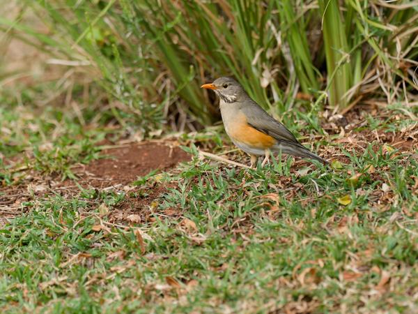 <h3><a href="/trips/safari/biota/animalia/chordata/aves/040 passeriformes/107 turdidae/turdus libonyana/turdus libonyana-en.html">Turdus&nbsp;libonyana</a> / Kurrichane&nbsp;thrush / Kurrichanelijster</h3>OM-1 Mark II with OLYMPUS M.300mm F4.0, 1/2000 sec at F4.0, ISO 1250, distance 9.78&nbsp;m